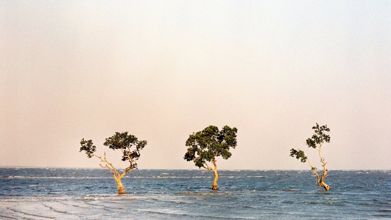 Os Ossos da Saudade