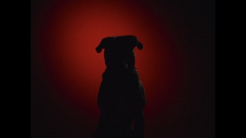 Mauled By a Dog
