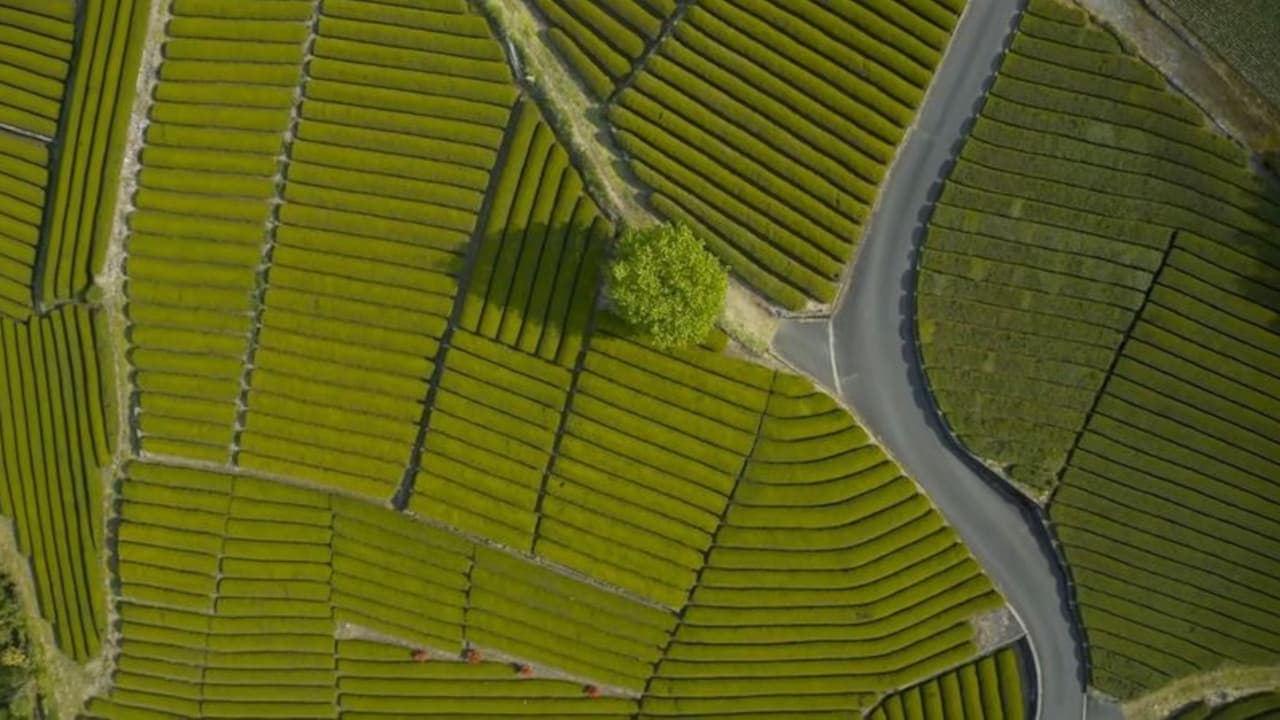 Japan, a Tea Master's Quest