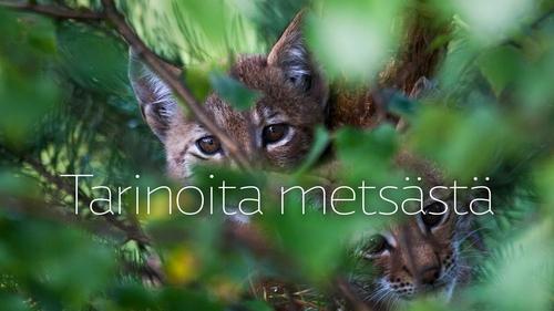 Stories from the Forest